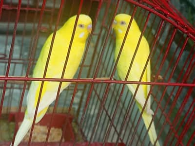 beautiful red eyes yellow 3 badgies