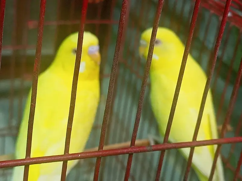 beautiful red eyes yellow 3 badgies — photo 2
