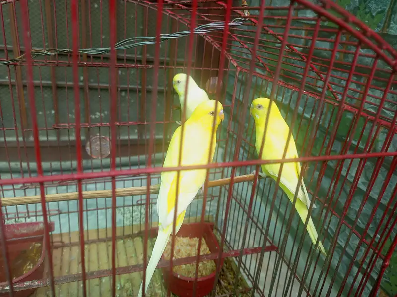 beautiful red eyes yellow 3 badgies — photo 4
