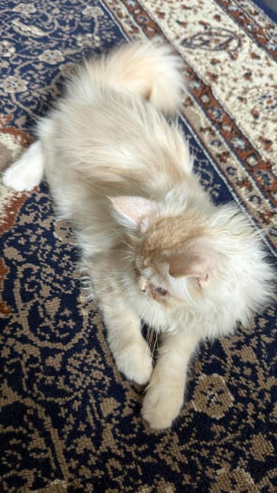Persian male cat sale