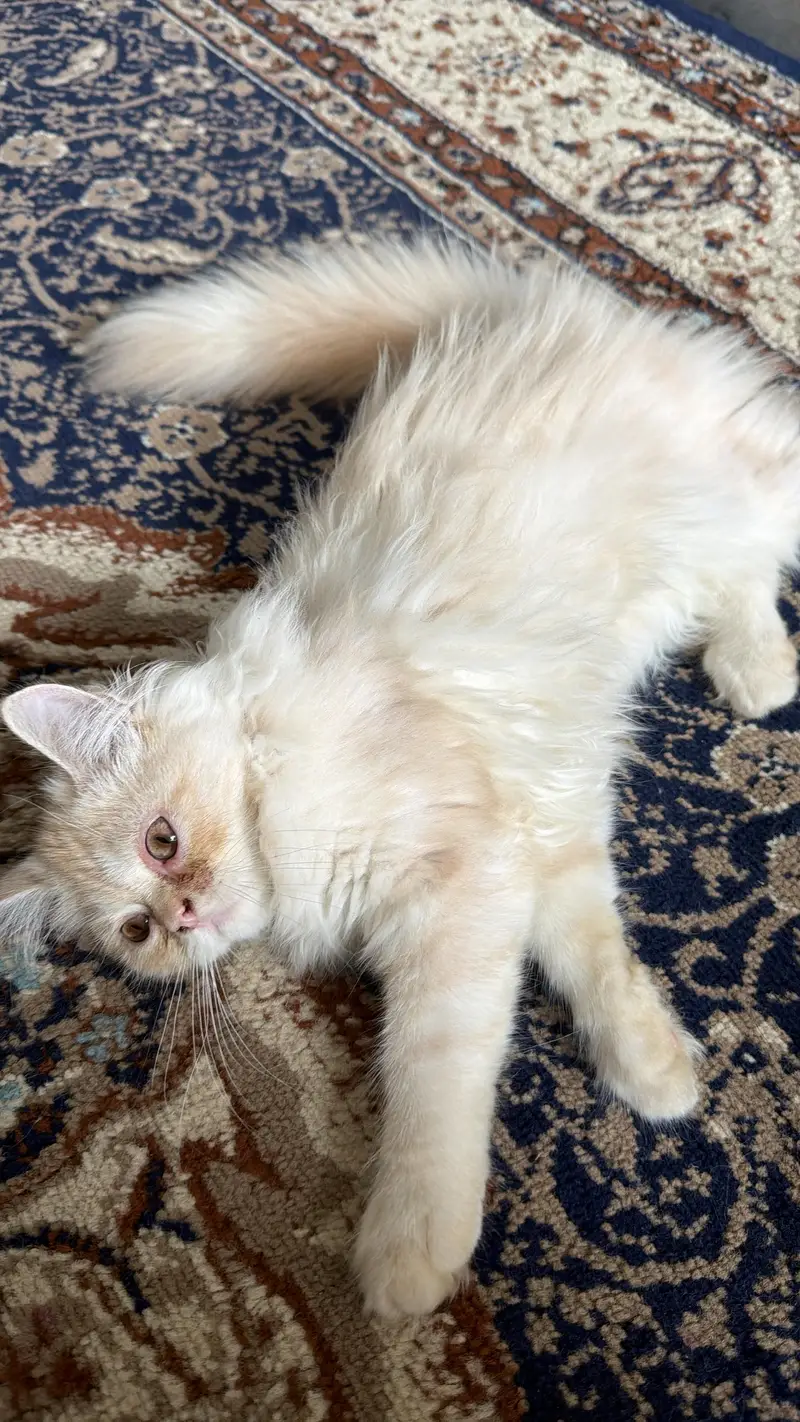 Persian male cat sale — photo 2