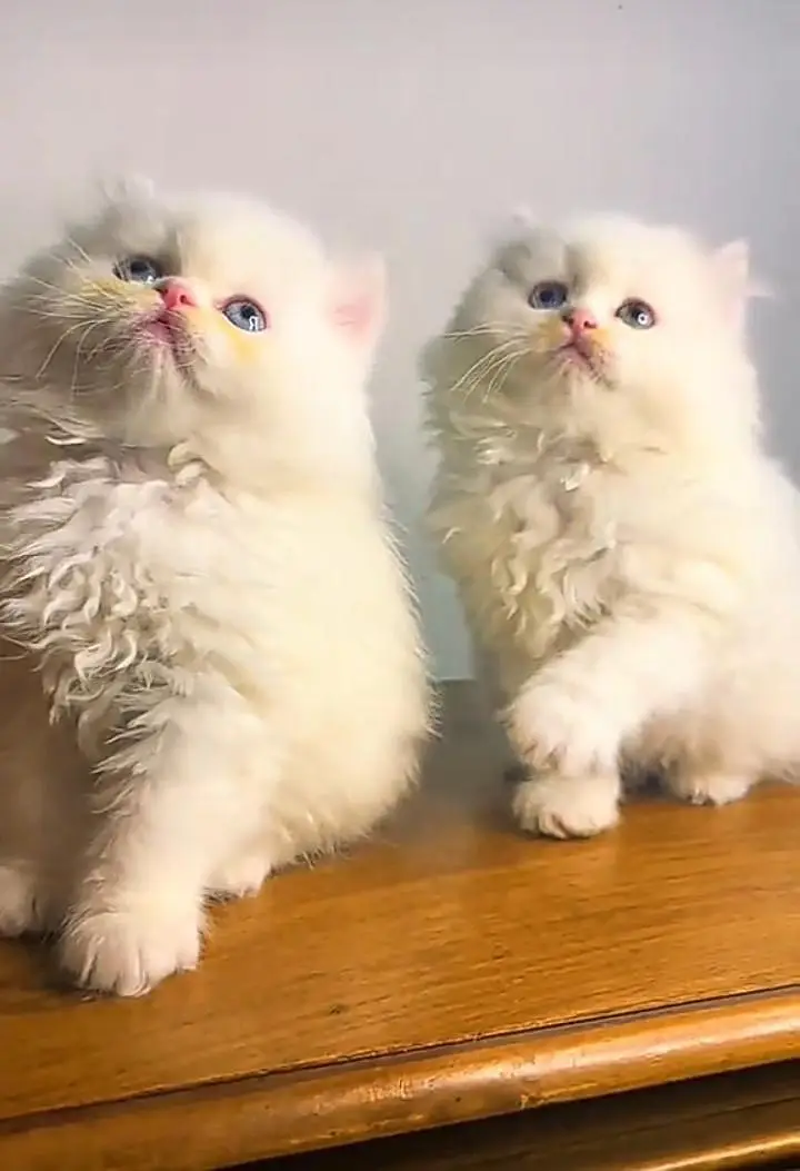 Persian kitten for sale my WhatsApp . 03317047936 — photo 3