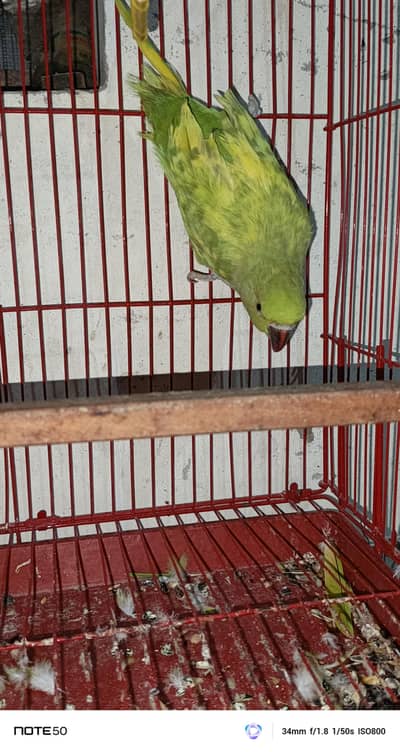 100%breader pair available