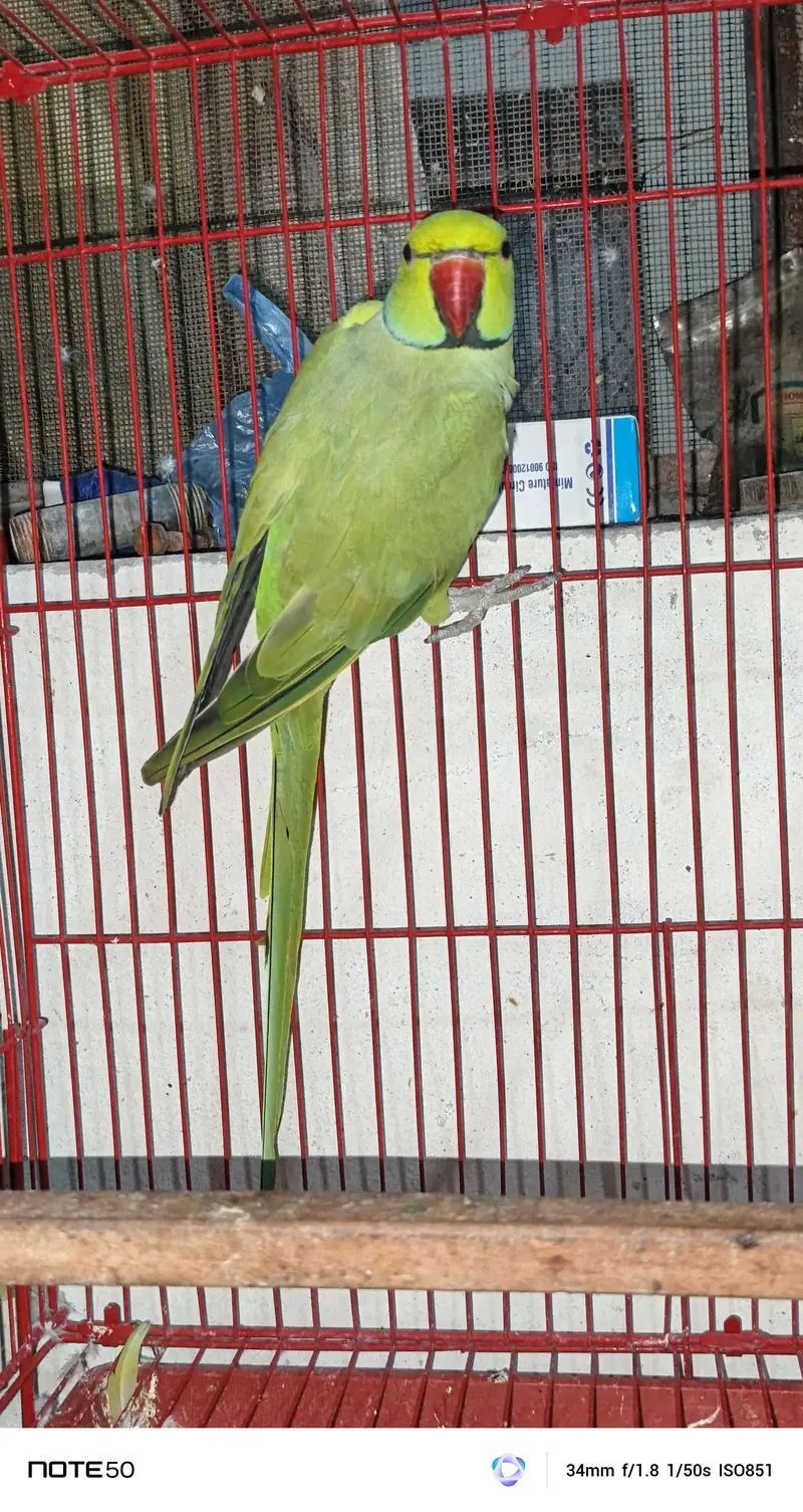100%breader pair available — photo 2
