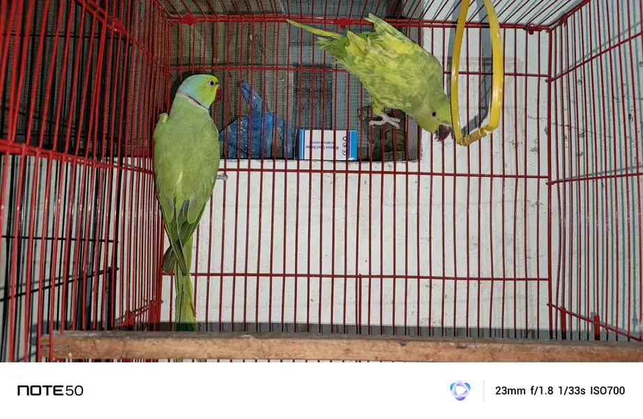 100%breader pair available — photo 3