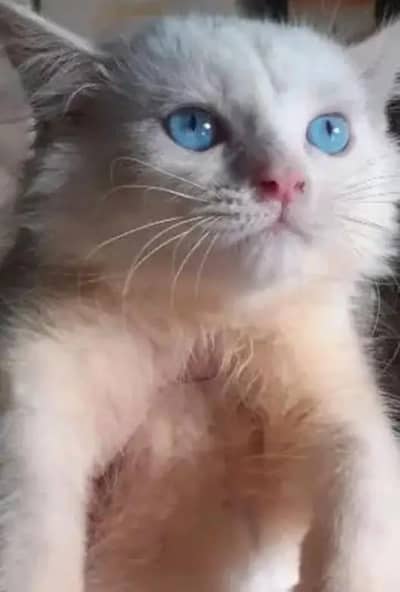 white fluffy kitten blue eyes