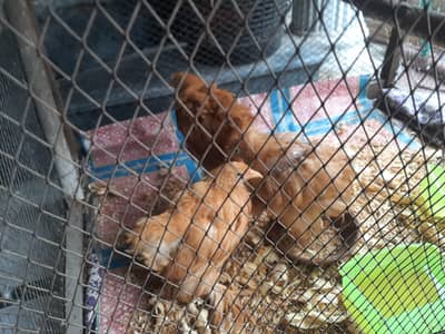 Golden Buff Chicks and Big Wooden cage for sale
