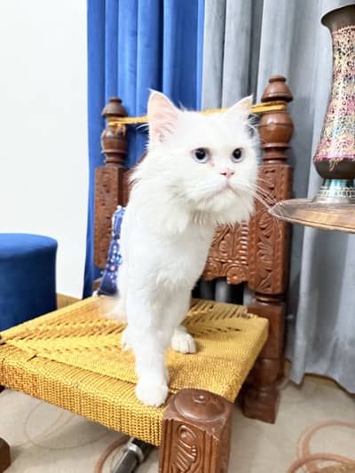 White Persian male cat triple coat blue eyes hair trimmed