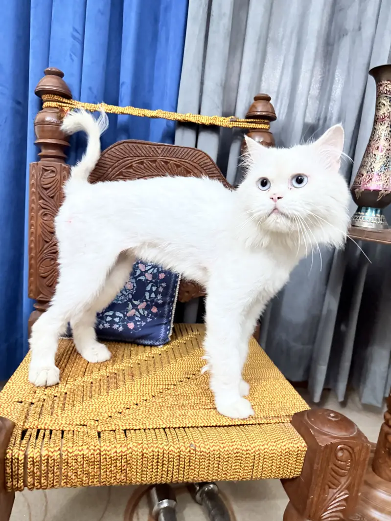 White Persian male cat triple coat blue eyes hair trimmed — photo 2