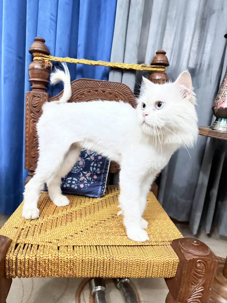 White Persian male cat triple coat blue eyes hair trimmed — photo 3