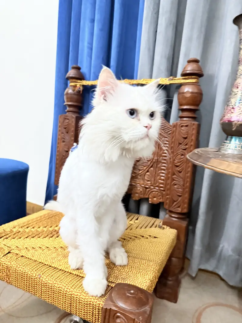 White Persian male cat triple coat blue eyes hair trimmed — photo 4