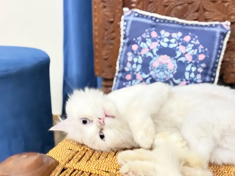 White Persian male cat triple coat blue eyes hair trimmed — photo 5