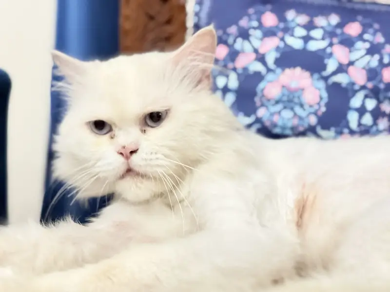 White Persian male cat triple coat blue eyes hair trimmed — photo 6