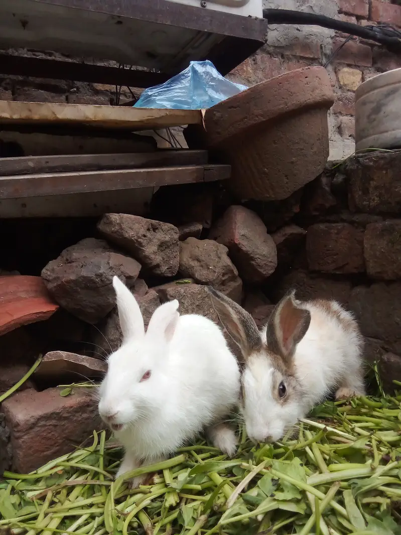 Healthy Baby Rabbits for Sale – White & Brown – Active and Cute