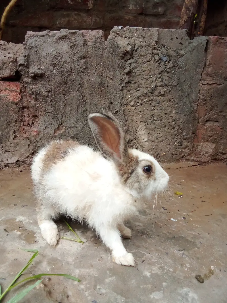 Healthy Baby Rabbits for Sale – White & Brown – Active and Cute — photo 2