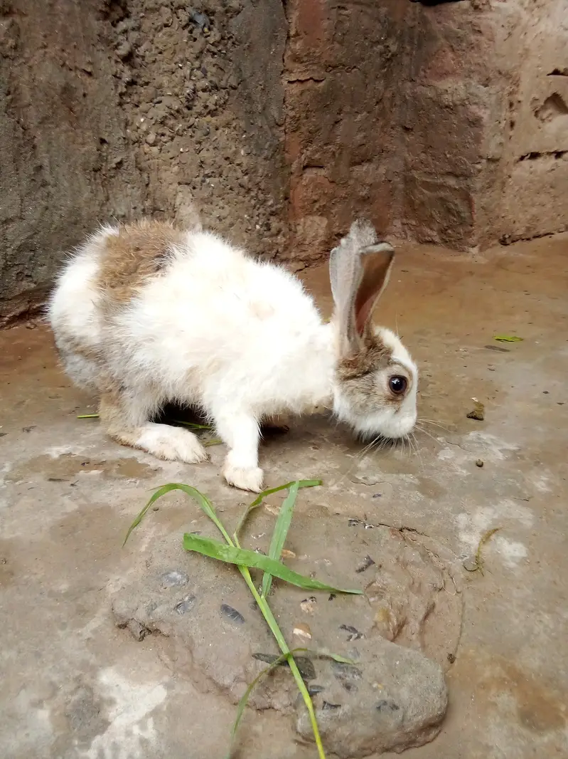 Healthy Baby Rabbits for Sale – White & Brown – Active and Cute — photo 3
