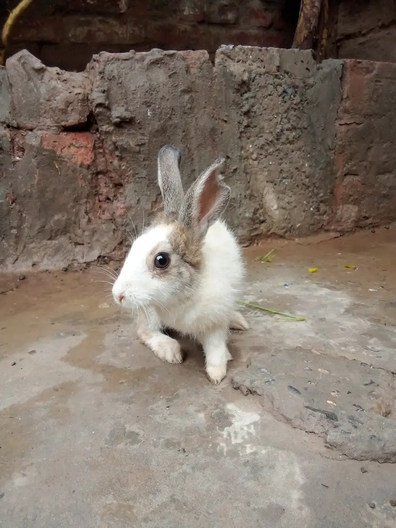 Healthy Baby Rabbits for Sale – White & Brown – Active and Cute — photo 4
