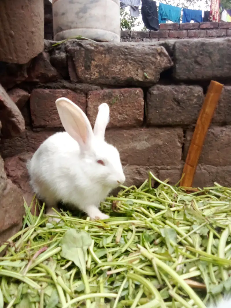 Healthy Baby Rabbits for Sale – White & Brown – Active and Cute — photo 5