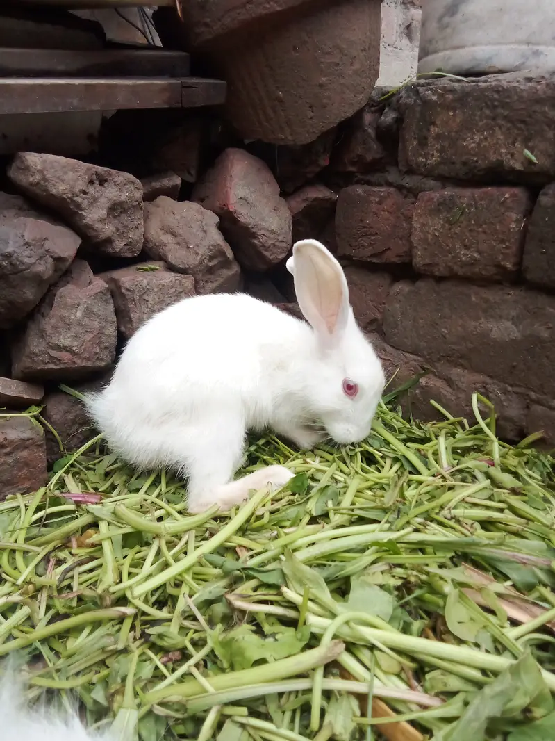 Healthy Baby Rabbits for Sale – White & Brown – Active and Cute — photo 6