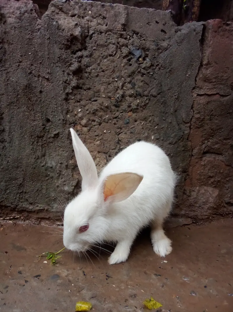 Healthy Baby Rabbits for Sale – White & Brown – Active and Cute — photo 7