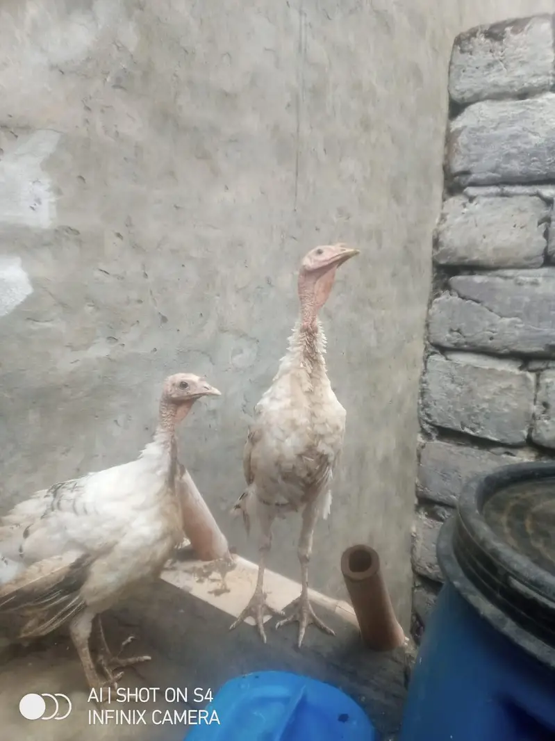 turkey birds pair 03008011255 is call karo — photo 2
