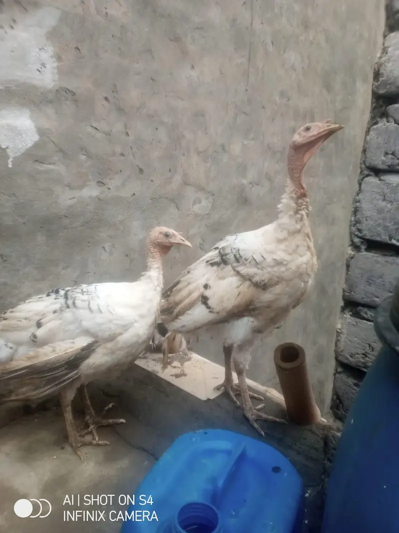 turkey birds pair 03008011255 is call karo — photo 3