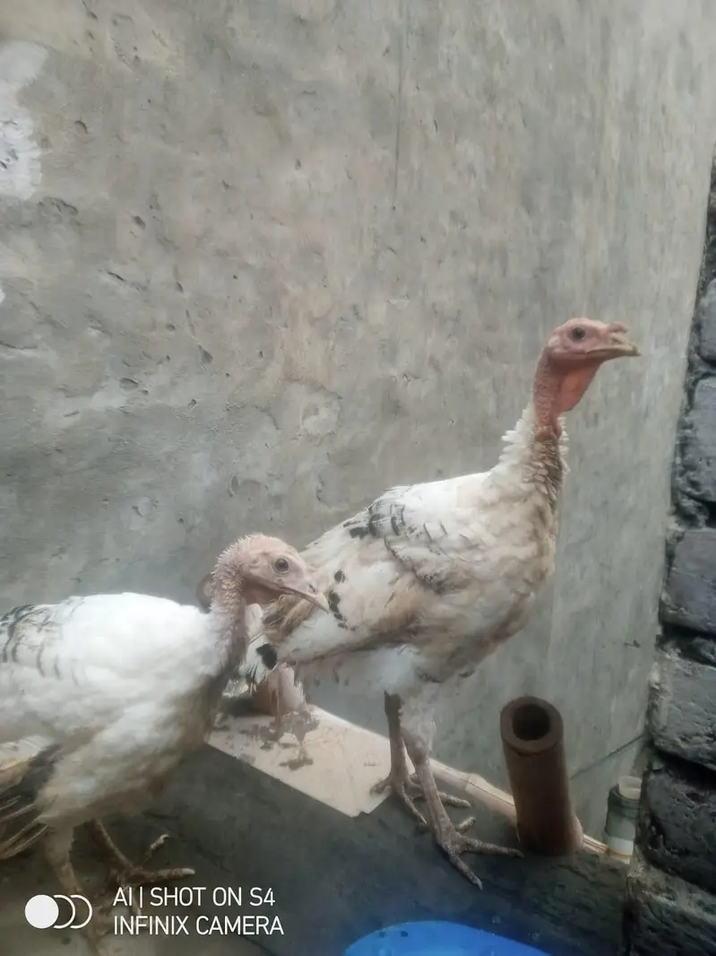 turkey birds pair 03008011255 is call karo — photo 5