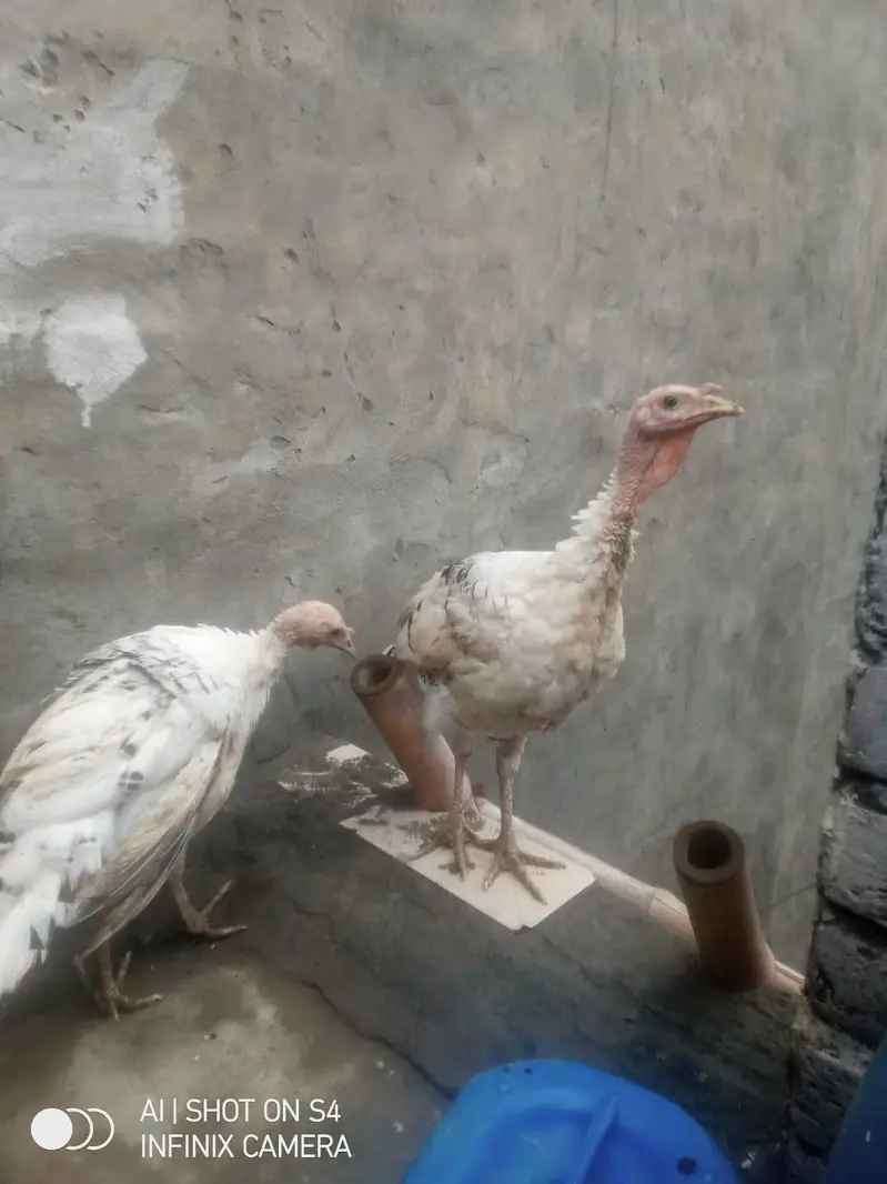 turkey birds pair 03008011255 is call karo — photo 6