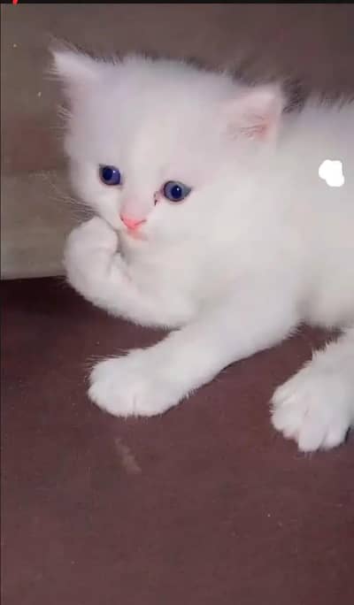 Persian cat kitten