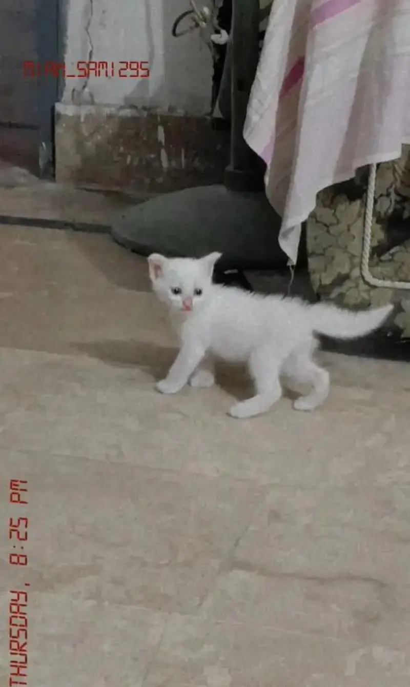 Persian cat kitten — photo 2