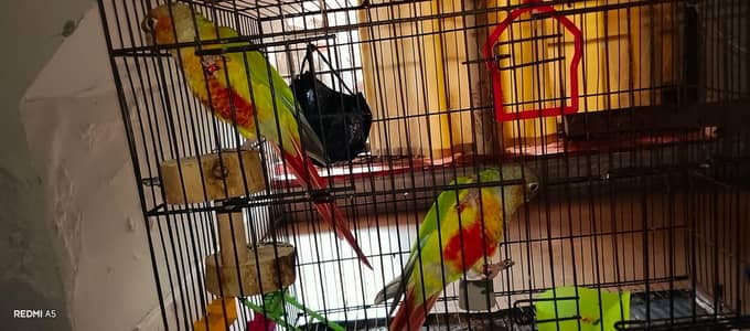 pineapple conure red factor