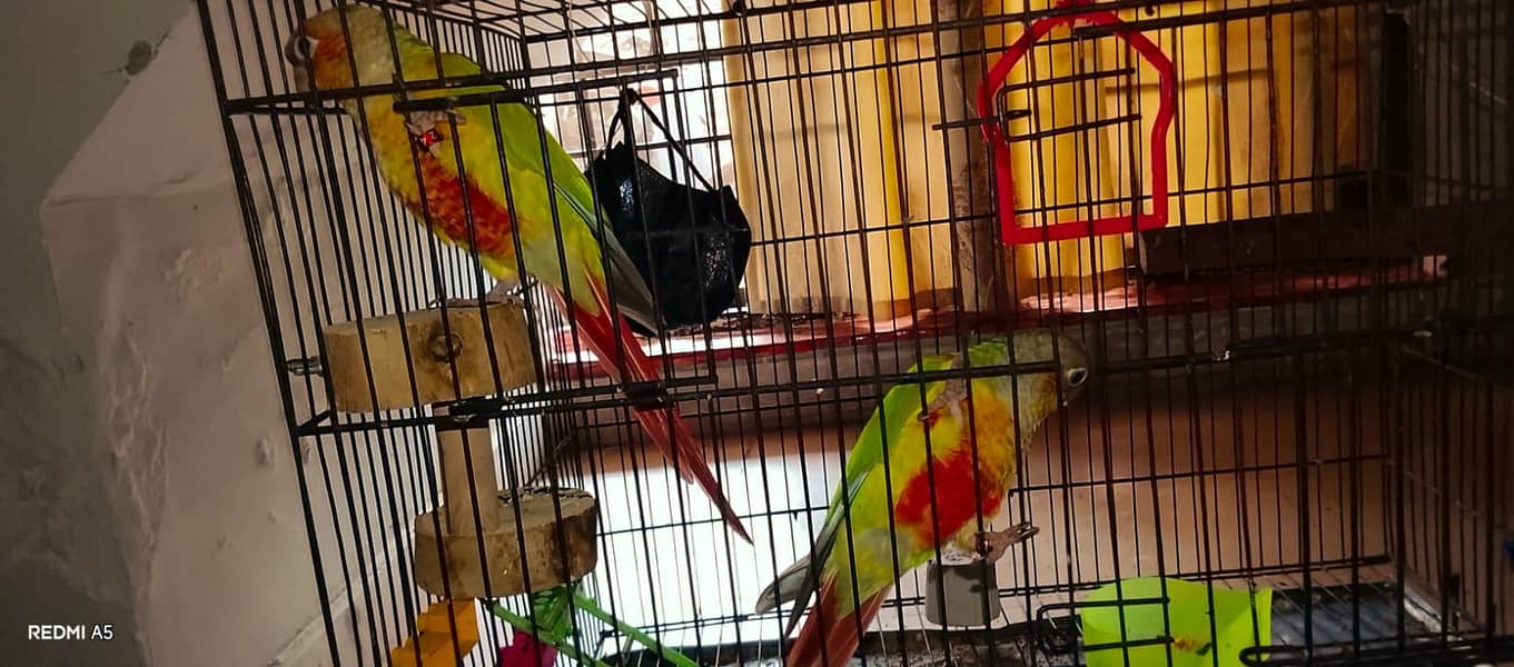 pineapple conure red factor 0