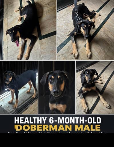 Healthy 6-Month-Old Doberman Male