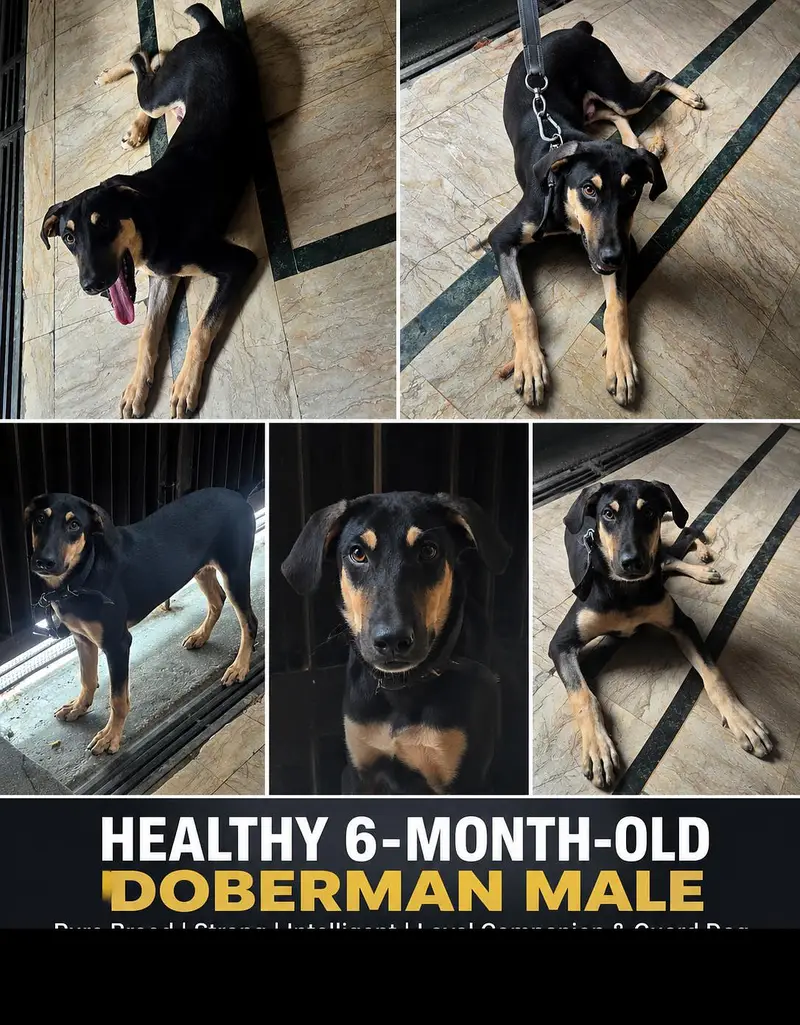Healthy 6-Month-Old Doberman Male