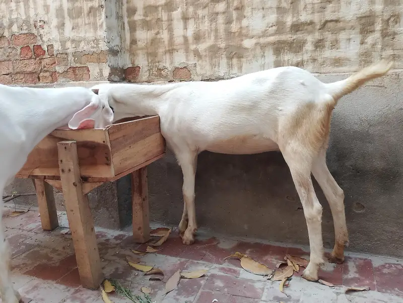 3 goats — photo 2
