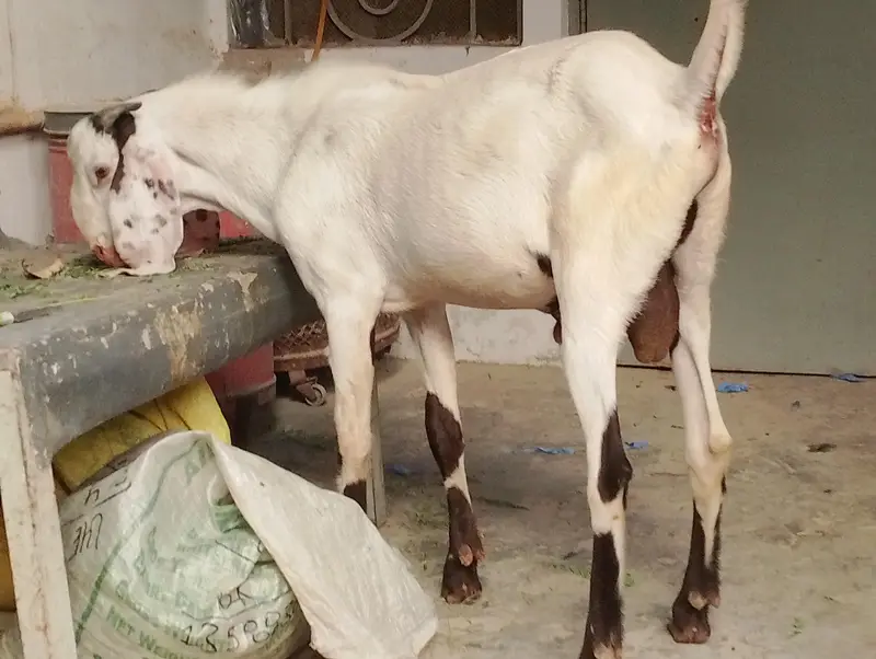 3 goats — photo 3