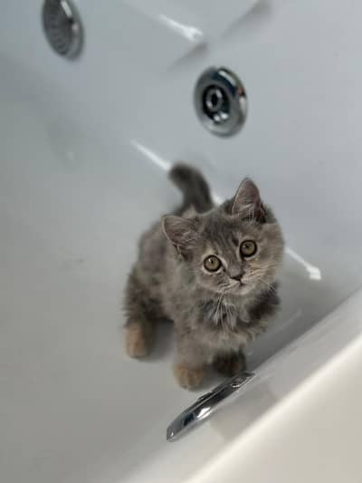 cat for sale
