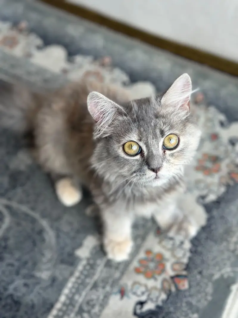 cat for sale — photo 2