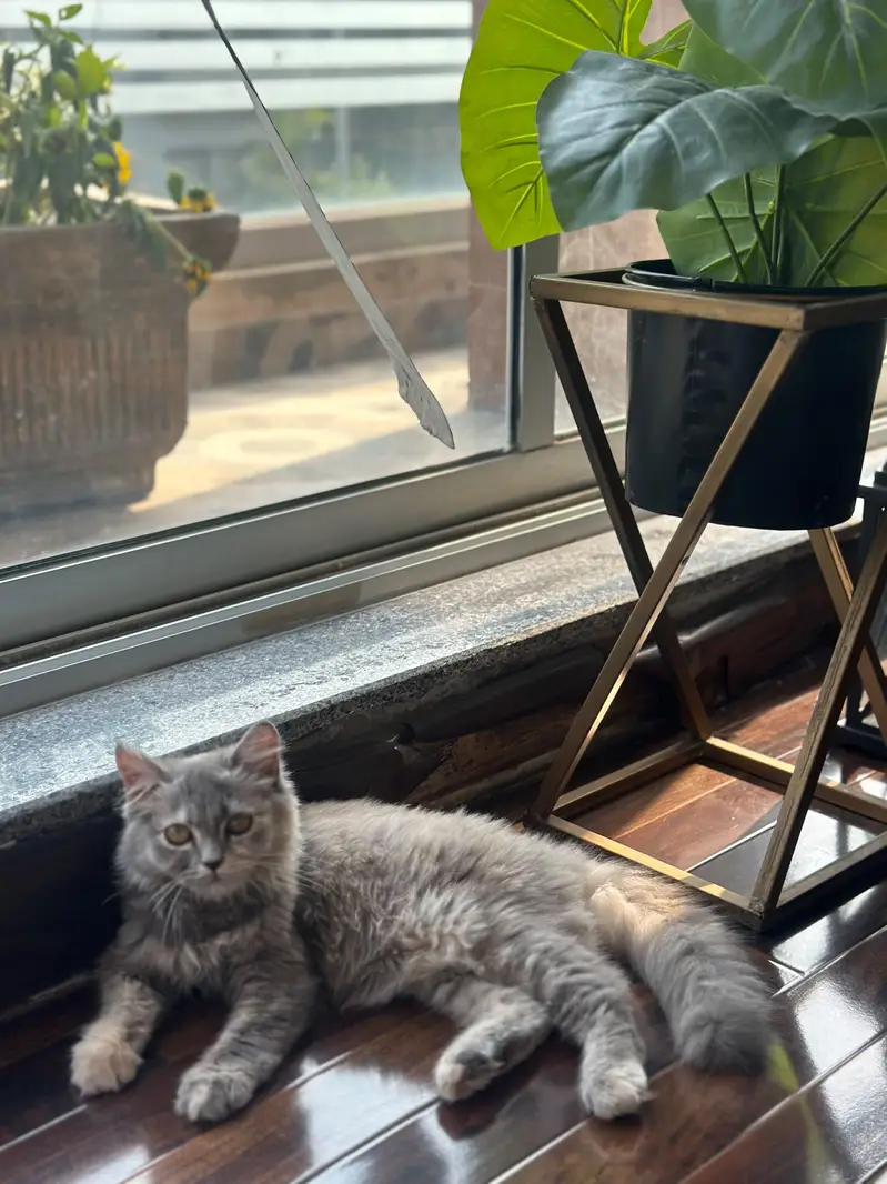 cat for sale — photo 3