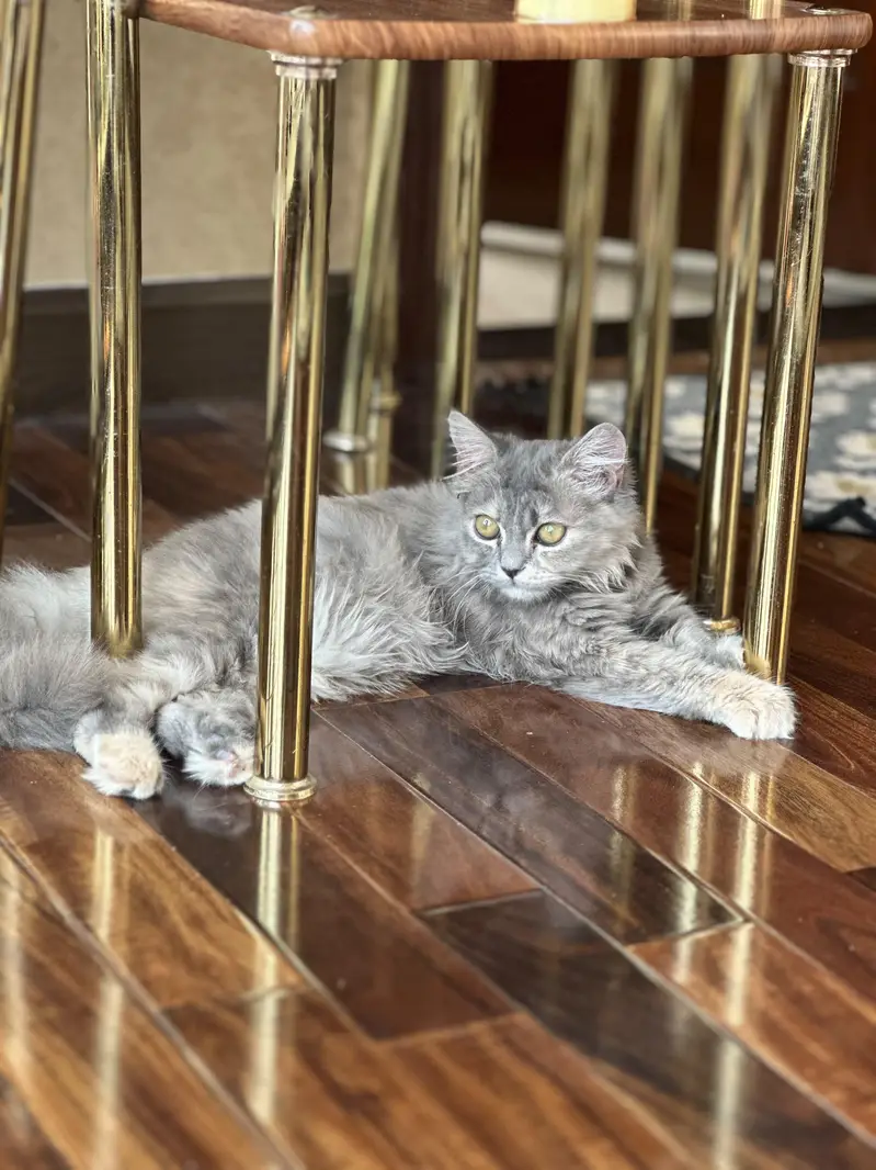 cat for sale — photo 4