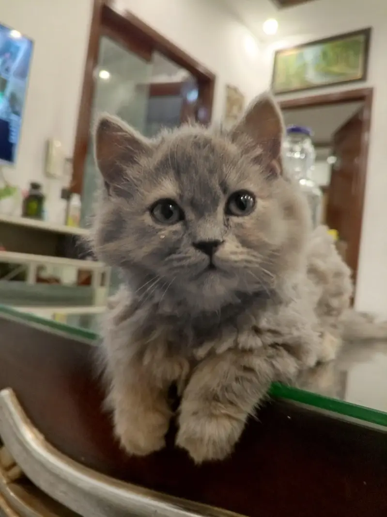 cat for sale — photo 5