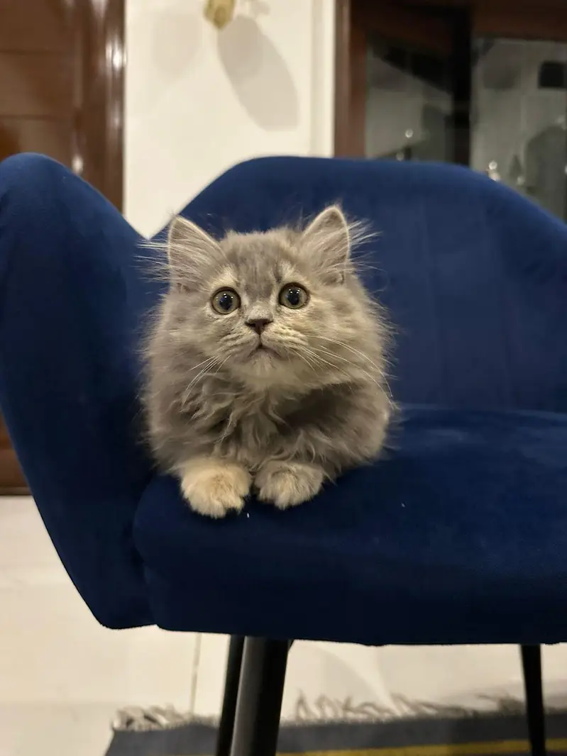 cat for sale — photo 6