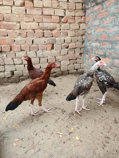 Aseel chicks 4 pieces