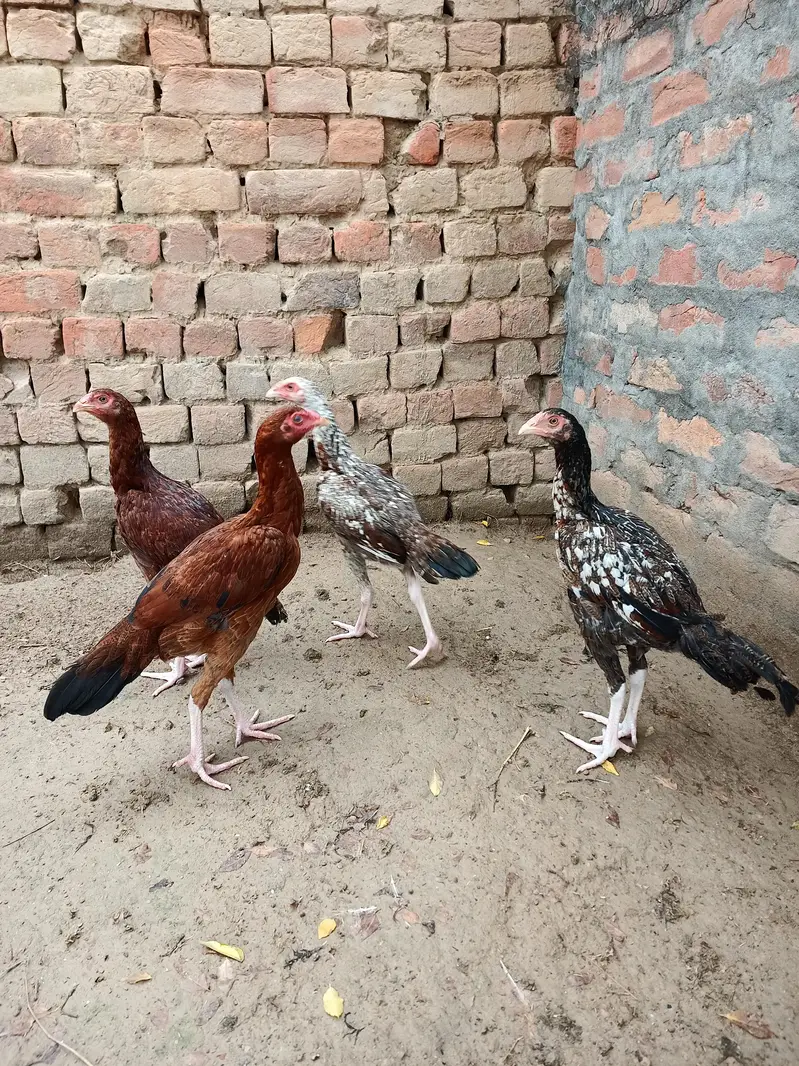 Aseel chicks 4 pieces — photo 2