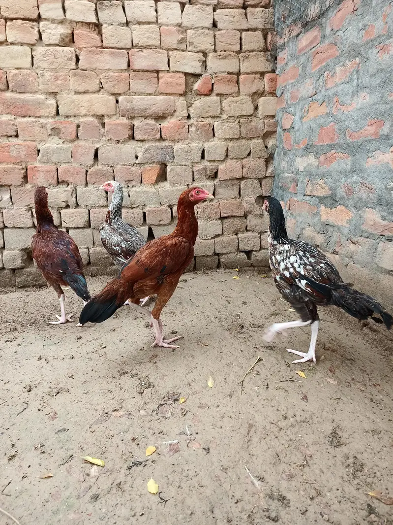 Aseel chicks 4 pieces — photo 3