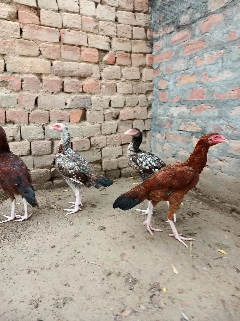 Aseel chicks 4 pieces — photo 4