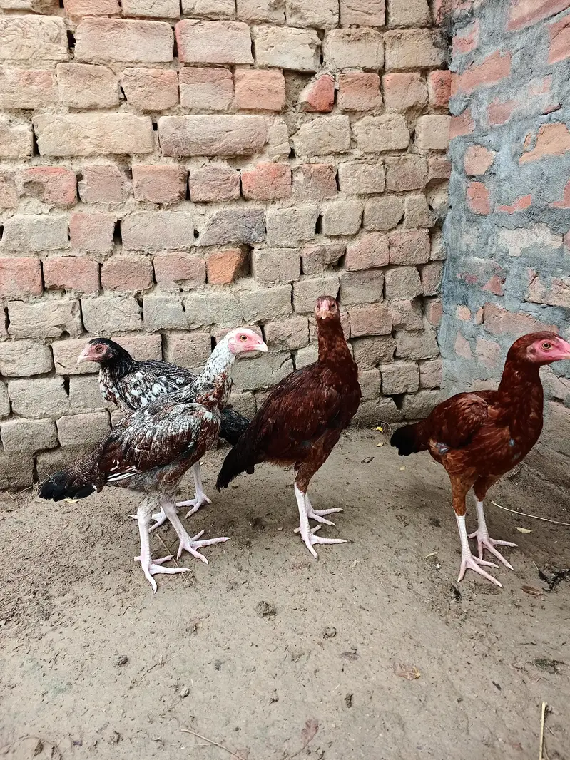Aseel chicks 4 pieces — photo 5