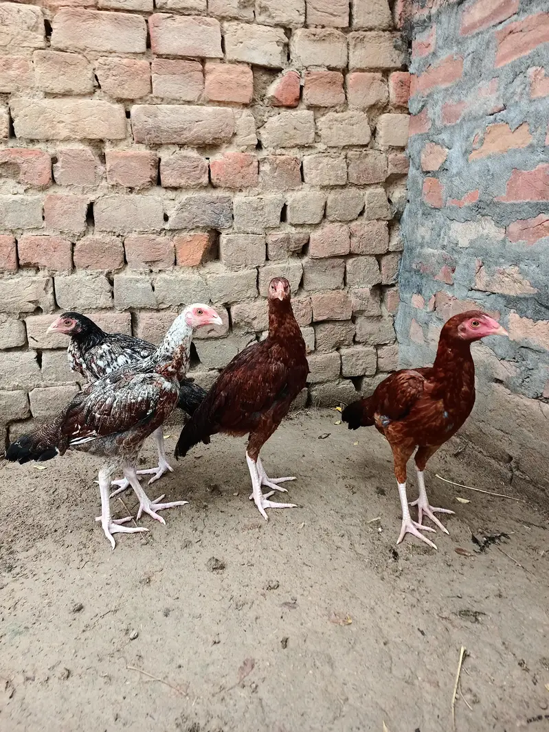 Aseel chicks 4 pieces — photo 6
