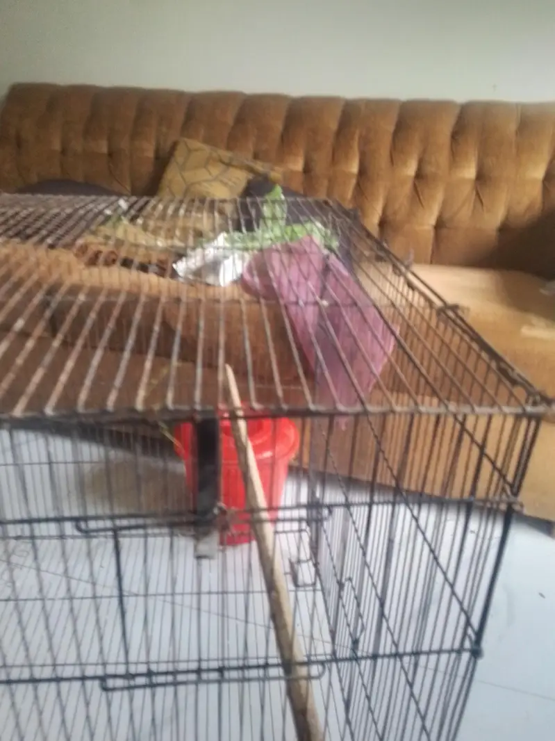 2×2×3 cage cage niche ki plate hai lekin tuti Hui hai  03244681318 — photo 2
