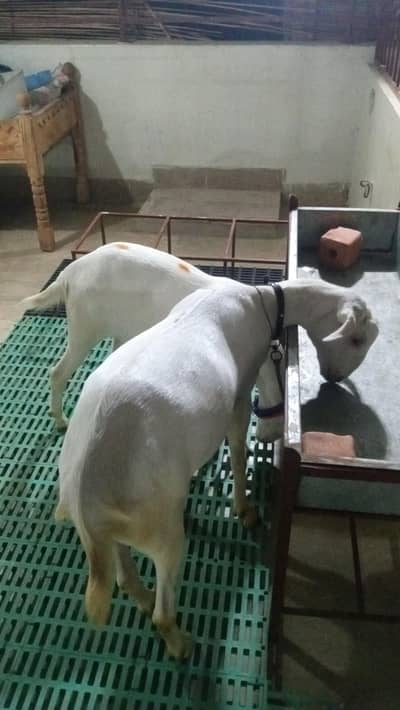 2 Healthy White Khassi Bakray for Sale | Heavy Size | Premium Quality